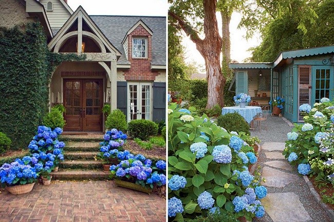 Make your hydrangeas a brighter blue